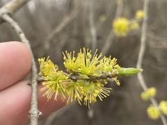 Forestiera acuminata