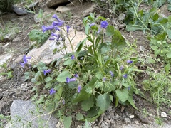 Phacelia minor