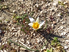 Romulea bulbocodium