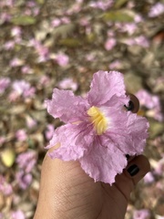 Tabebuia rosea