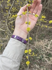 Forestiera acuminata