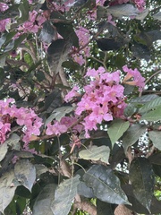 Tabebuia rosea