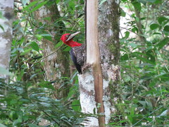 Campephilus robustus