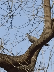 Streptopelia decaocto