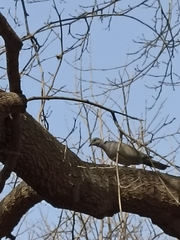 Streptopelia decaocto