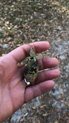 Callosamia promethea