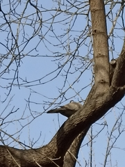 Streptopelia decaocto