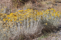 Ericameria nauseosa hololeuca