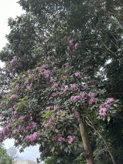 Tabebuia rosea