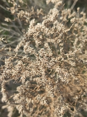 Limonium dichotomum