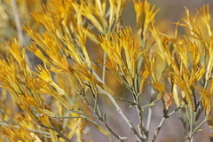 Ericameria nauseosa hololeuca