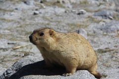 Marmota himalayana