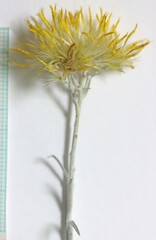 Ericameria nauseosa hololeuca