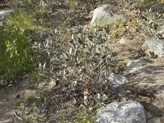 Eriodictyon crassifolium