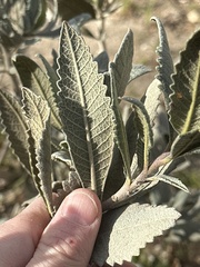 Eriodictyon crassifolium