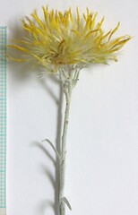 Ericameria nauseosa hololeuca