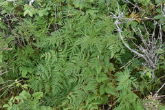 Conioselinum gmelinii