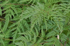 Conioselinum gmelinii