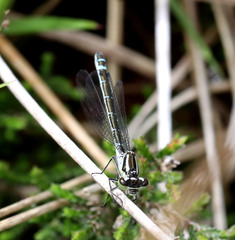 Coenagrion