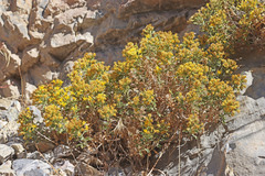 Ericameria obovata