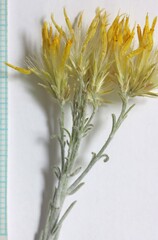 Ericameria nauseosa hololeuca