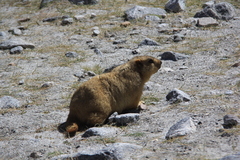 Marmota himalayana