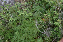 Conioselinum gmelinii