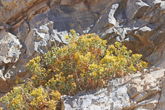 Ericameria obovata