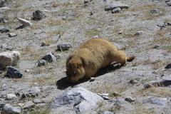 Marmota himalayana