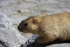 Marmota himalayana