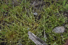 Plagiobothrys scouleri