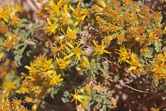 Ericameria obovata