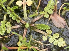 Limnanthes macounii