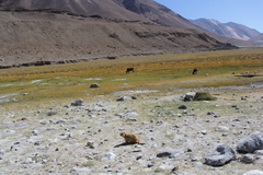 Marmota himalayana