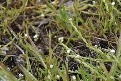 Plagiobothrys scouleri