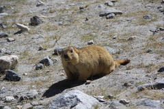 Marmota himalayana