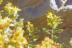 Ericameria obovata