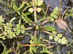 Limnanthes macounii