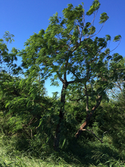 Leucaena pulverulenta