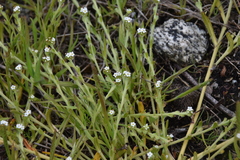 Plagiobothrys scouleri