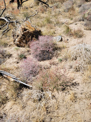 Eriogonum nummulare