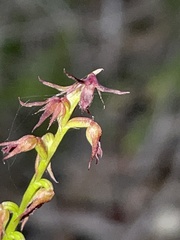 Genoplesium filiforme