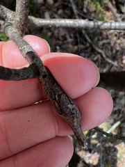 Neolasioptera linderae