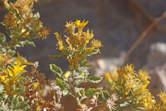 Ericameria obovata