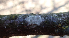 Lecanora barkmaniana