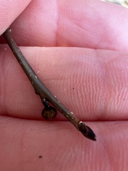 Neolasioptera linderae