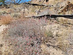 Eriogonum nummulare
