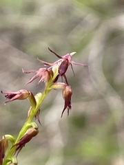Genoplesium filiforme