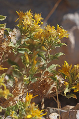 Ericameria obovata