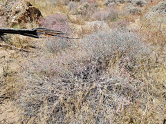 Eriogonum nummulare